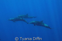 pantropical spotted dolphins cruising the open ocean...ma... by Tyania Diffin 